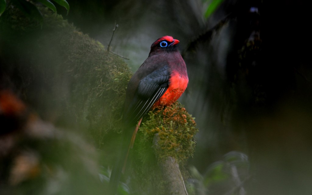 Tree-clinging Birds